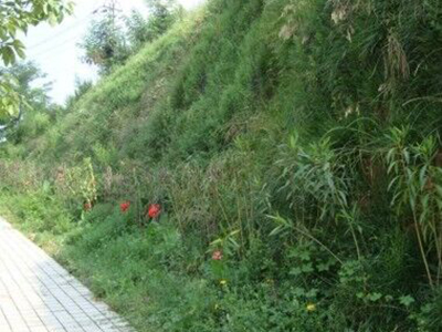 甘肃陇南道路边坡植被恢复项目