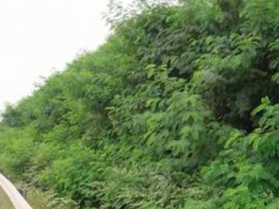 甘肃陇南道路边坡植被恢复项目 甘肃陇南道路边坡植被恢复项目 - 安平县佰泰金属丝网制品有限公司