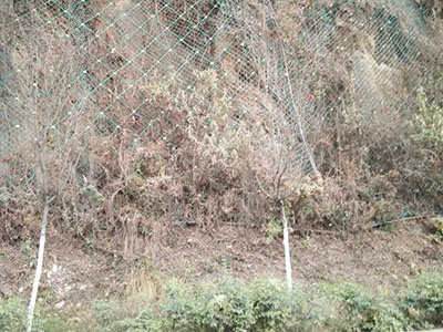 四川两河镇边坡防护工程 四川两河镇边坡防护工程 - 安平县佰泰金属丝网制品有限公司